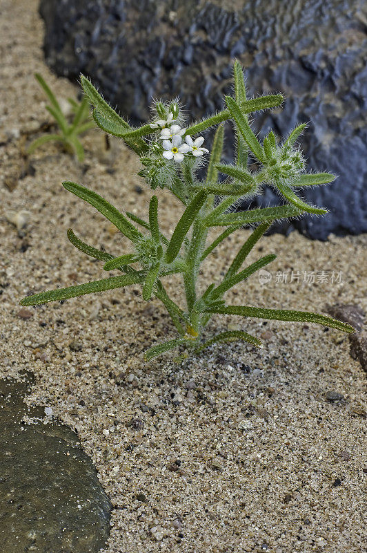 隐花(Cryptantha angustifolia)是琉璃苣科的一种野花，有几个常见的名称，包括Panamint catseye和bristlelobe Cryptantha，发现于死亡谷。